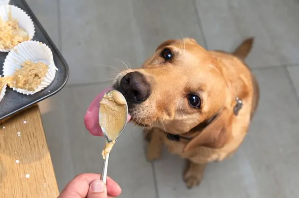 Is erythritol safe for dogs Is erythritol safe for dogs