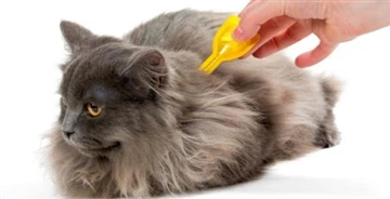 La piretrina è sicura per i gatti?