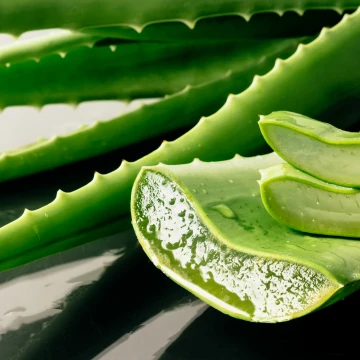 Cura del pollame con l'aloe vera