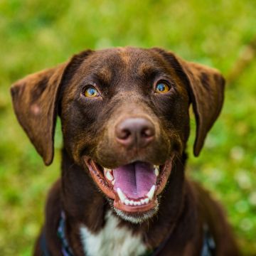 Effetti degli integratori sfusi L-teanina sui cani